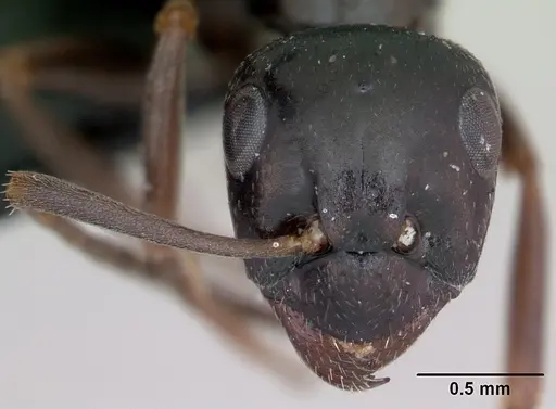 Formica candida - CASENT0173334