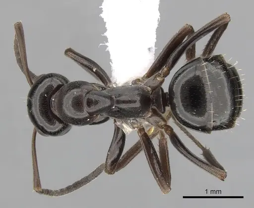 Formica candida - CASENT0280379