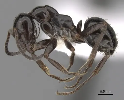 Formica candida - CASENT0280379