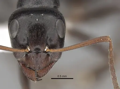 Formica candida - CASENT0280380