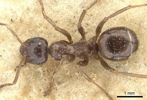 Formica candida - CASENT0903272