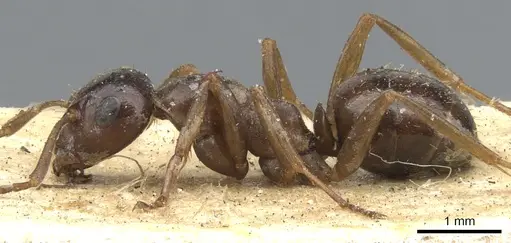 Formica candida - CASENT0903272