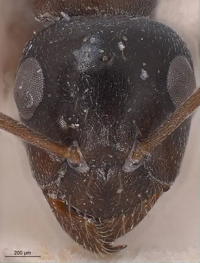 Formica candida - FOCOL0760-1