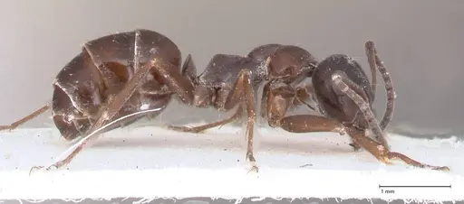 Formica candida - FOCOL0760-1