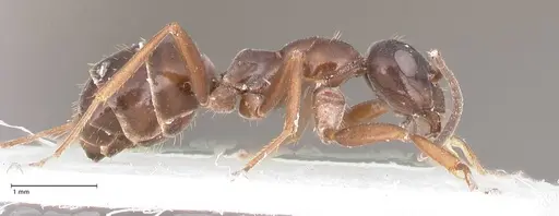 Formica candida - FOCOL0760-2