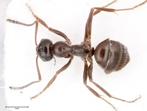 Formica candida - FOCOL0760-3