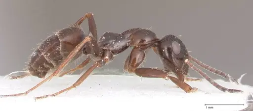 Formica candida - FOCOL0760-3