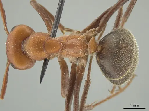 Formica ciliata specimen