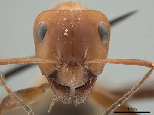 Formica ciliata specimen