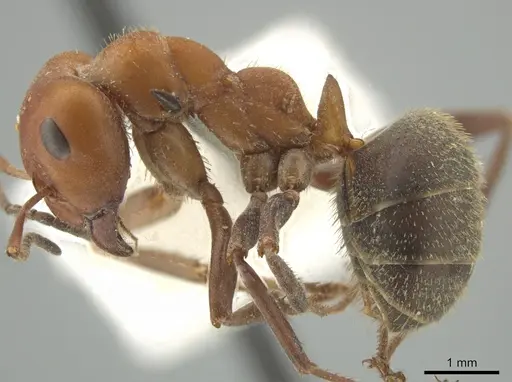 Formica ciliata specimen