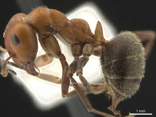 Formica ciliata - BYUC089258