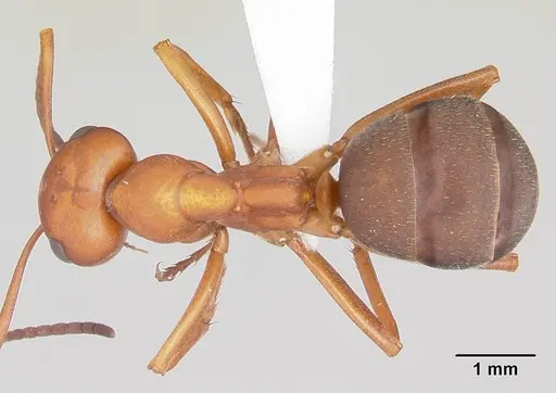 Formica ciliata - CASENT0104876