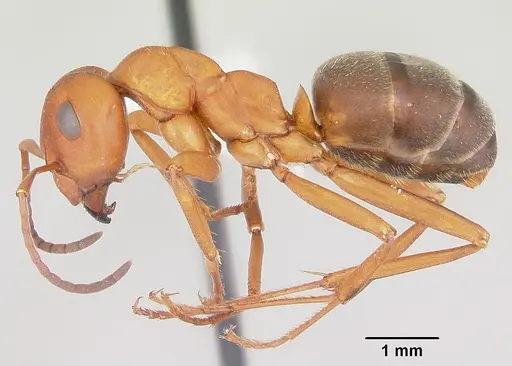 Formica ciliata - CASENT0104876