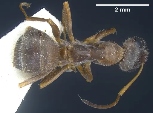Formica cinerea specimen