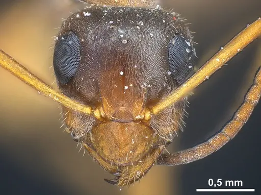 Formica cinerea specimen