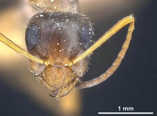 Formica cinerea - ANTWEB1041257
