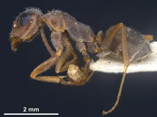 Formica cinerea - ANTWEB1041257