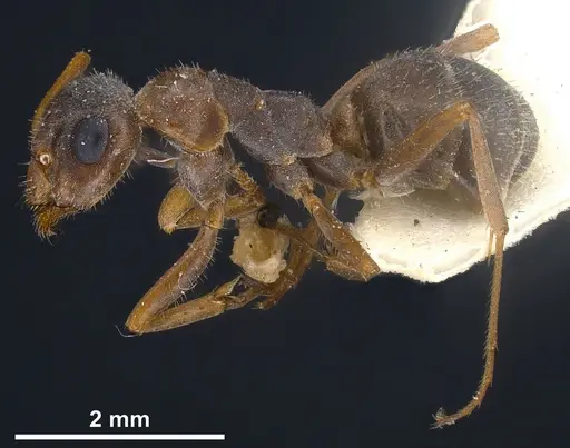 Formica cinerea - ANTWEB1041257