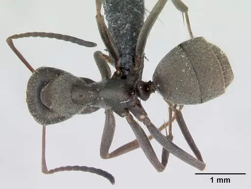 Formica cinerea - CASENT0173156