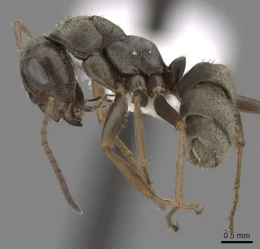 Formica cinerea - CASENT0280382