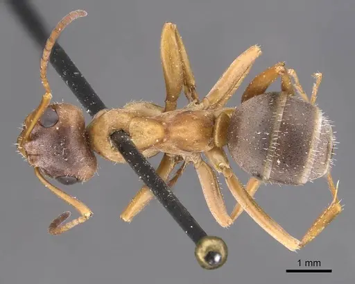 Formica cinerea - CASENT0905706
