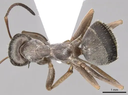 Formica cinerea - CASENT0906070