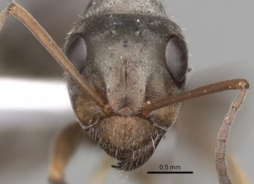Formica cinerea - CASENT0906070