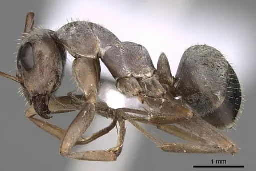 Formica cinerea - CASENT0906070