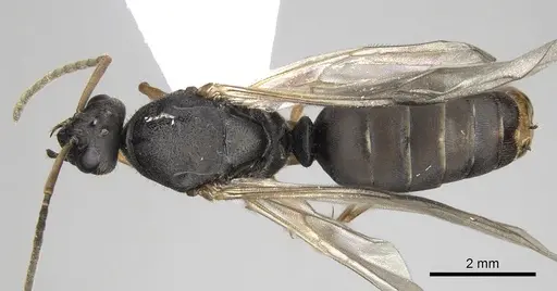 Formica cinerea - CASENT0906071