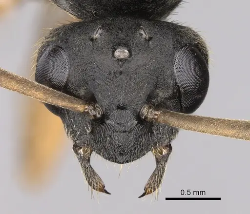 Formica cinerea - CASENT0906071