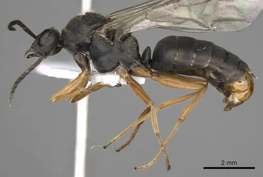 Formica cinerea - CASENT0906071