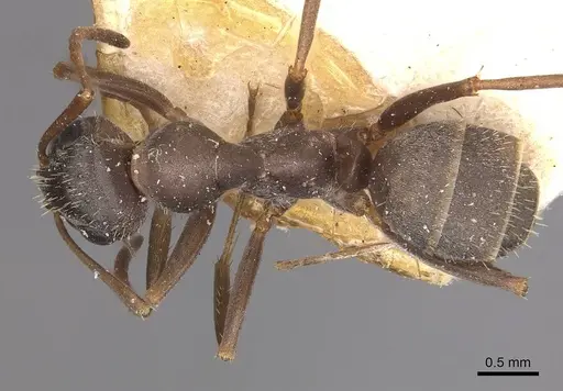 Formica cinerea - CASENT0911069