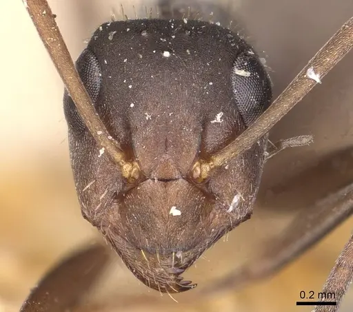 Formica cinerea - CASENT0911069