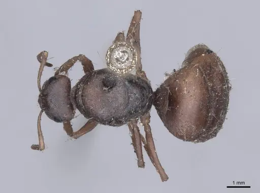Formica cinerea - FMNHINS0000045741