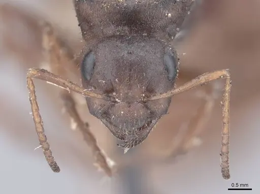 Formica cinerea - FMNHINS0000045741