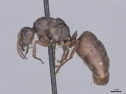 Formica cinerea - FMNHINS0000045741