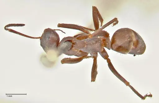 Formica cinerea - FOCOL2750