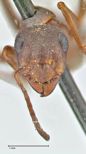 Formica cinerea - FOCOL2750