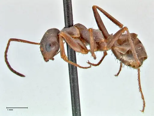 Formica cinerea - FOCOL2750