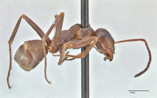Formica cinerea - FOCOL2750