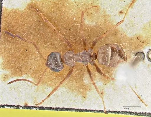 Formica cinerea - FOCOL2751