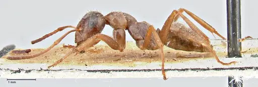 Formica cinerea - FOCOL2751