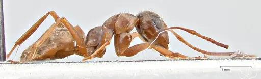 Formica cinerea - FOCOL2751