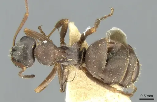Formica cinereofusca specimen