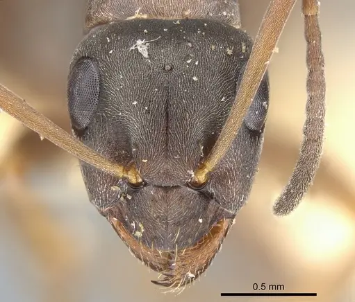 Formica cinereofusca specimen