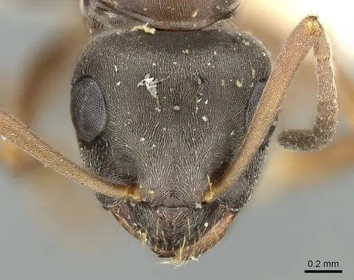Formica cinereofusca specimen