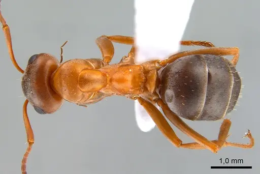 Formica clara specimen