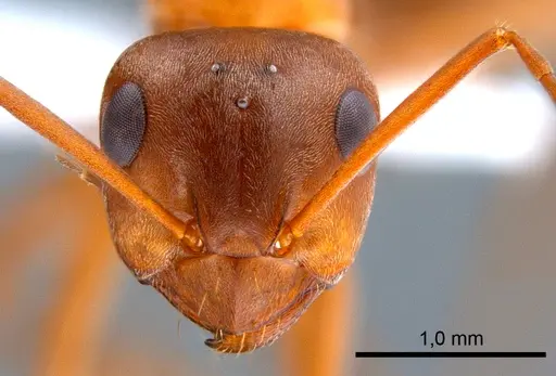 Formica clara specimen