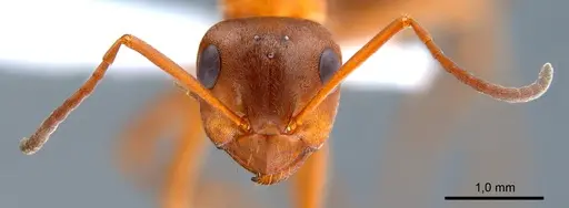 Formica clara specimen