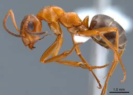 Formica clara - ANTWEB1008066